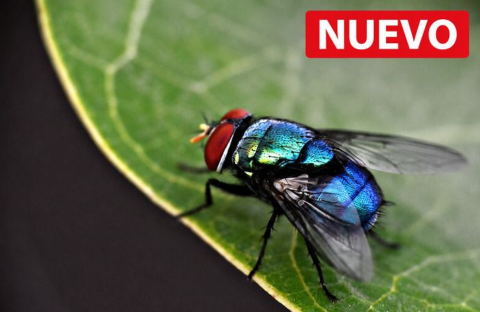 Curso de Criminalística Especializado en Entomología Forense